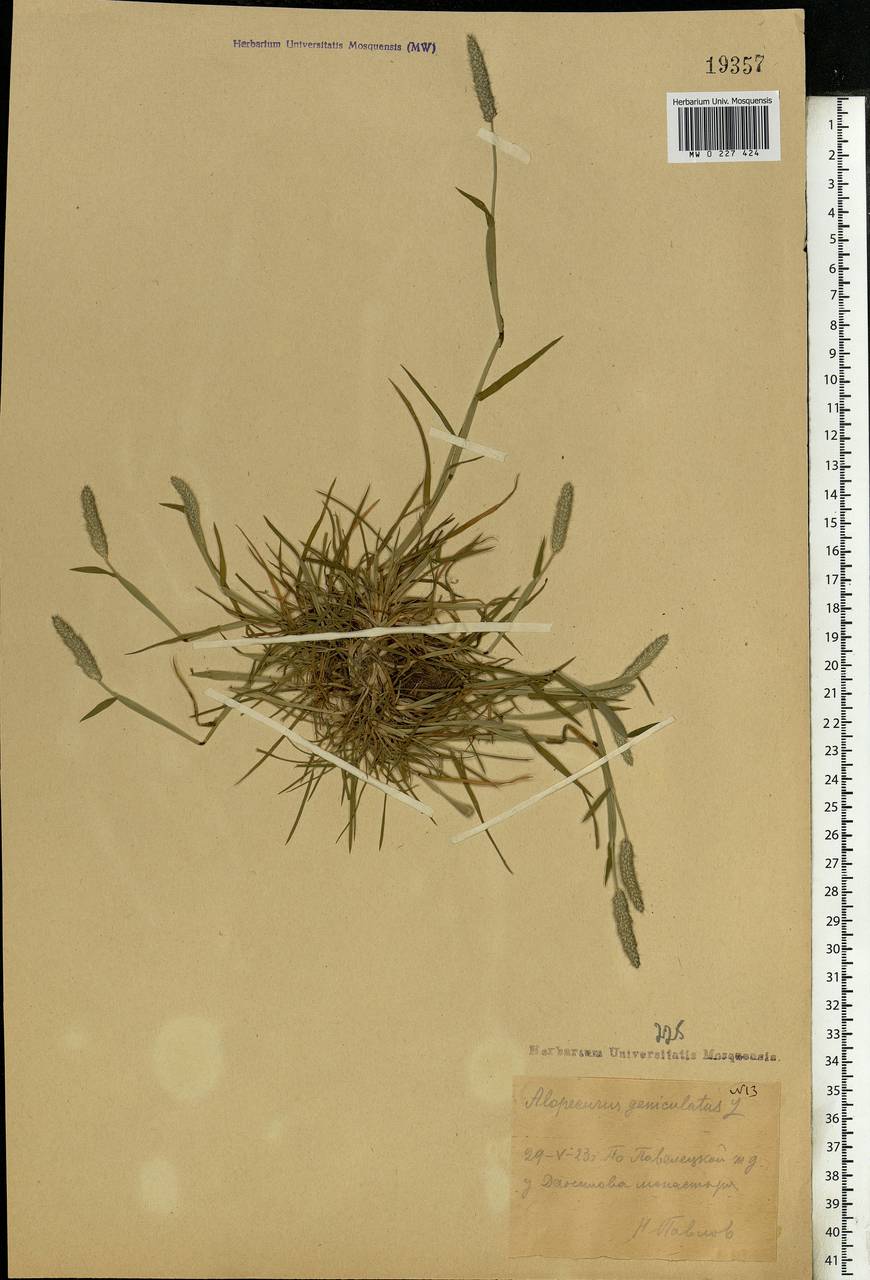 Alopecurus geniculatus L., Eastern Europe, Moscow region (E4a) (Russia)