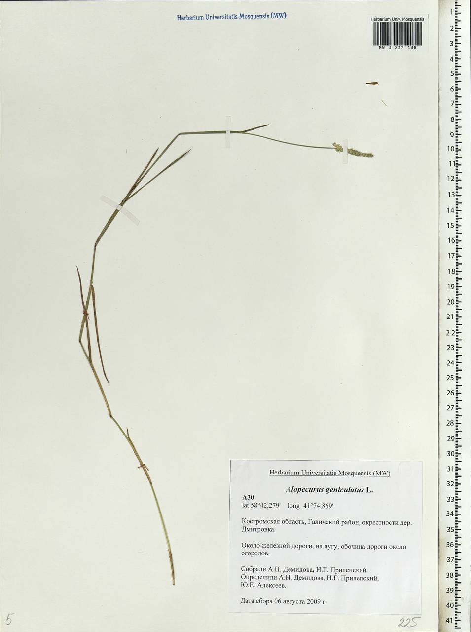 Alopecurus geniculatus L., Eastern Europe, Central forest region (E5) (Russia)