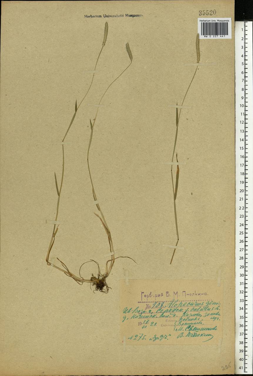 Alopecurus geniculatus L., Eastern Europe, Central forest region (E5) (Russia)