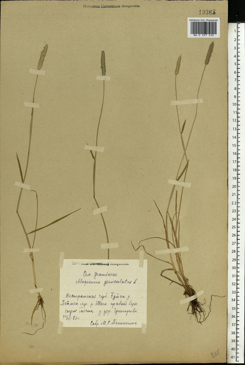 Alopecurus geniculatus L., Eastern Europe, Central forest region (E5) (Russia)