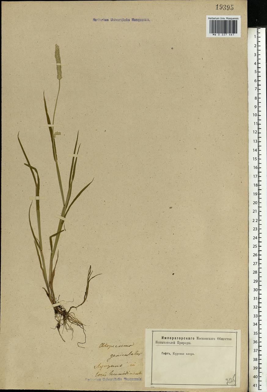 Alopecurus geniculatus L., Eastern Europe, Central forest-and-steppe region (E6) (Russia)