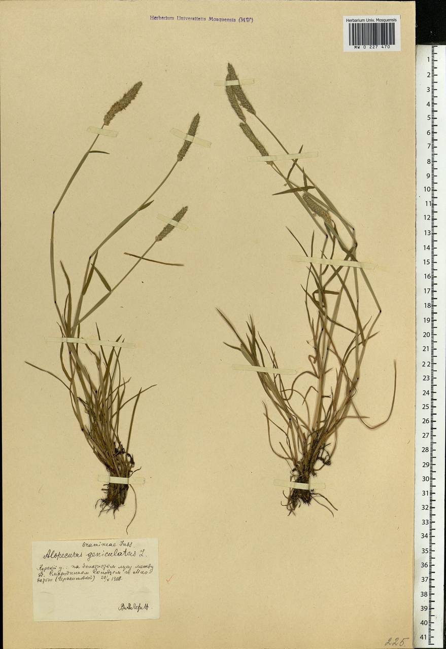 Alopecurus geniculatus L., Eastern Europe, Central forest-and-steppe region (E6) (Russia)