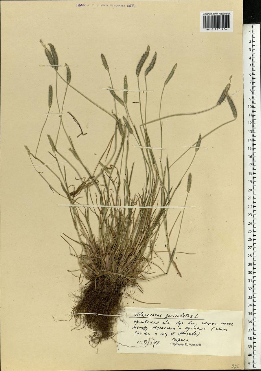 Alopecurus geniculatus L., Eastern Europe, Central forest-and-steppe region (E6) (Russia)