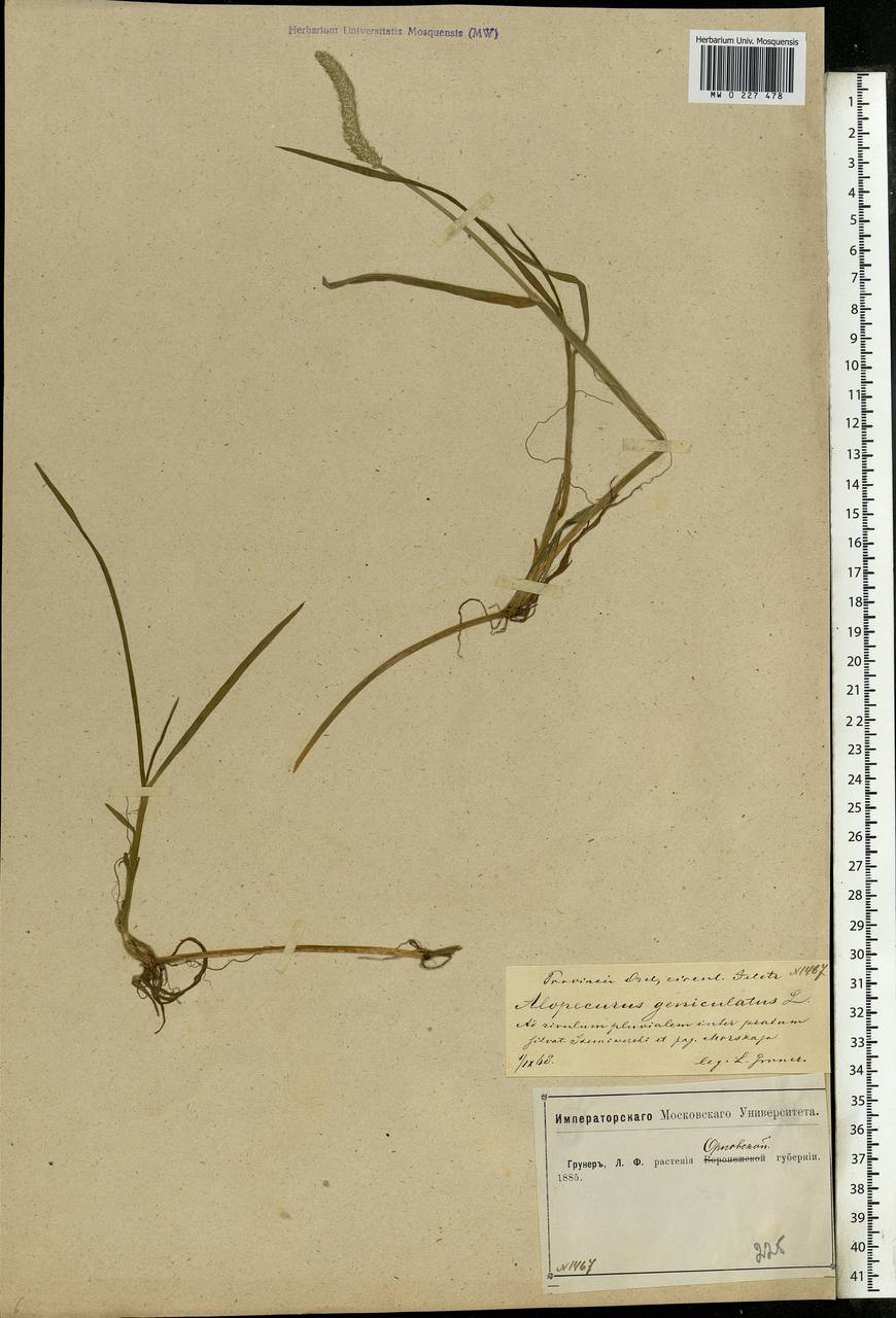 Alopecurus geniculatus L., Eastern Europe, Central forest-and-steppe region (E6) (Russia)