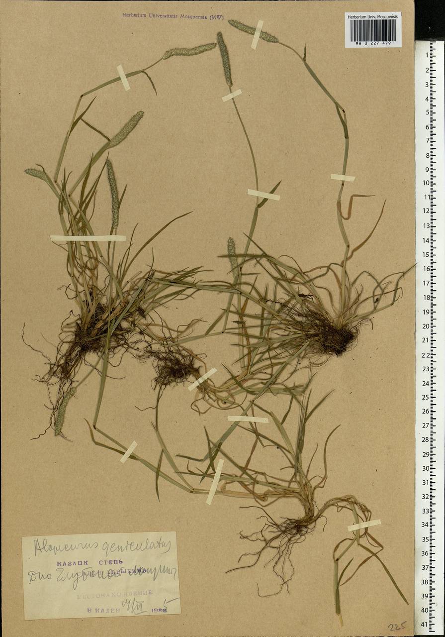 Alopecurus geniculatus L., Eastern Europe, Central forest-and-steppe region (E6) (Russia)