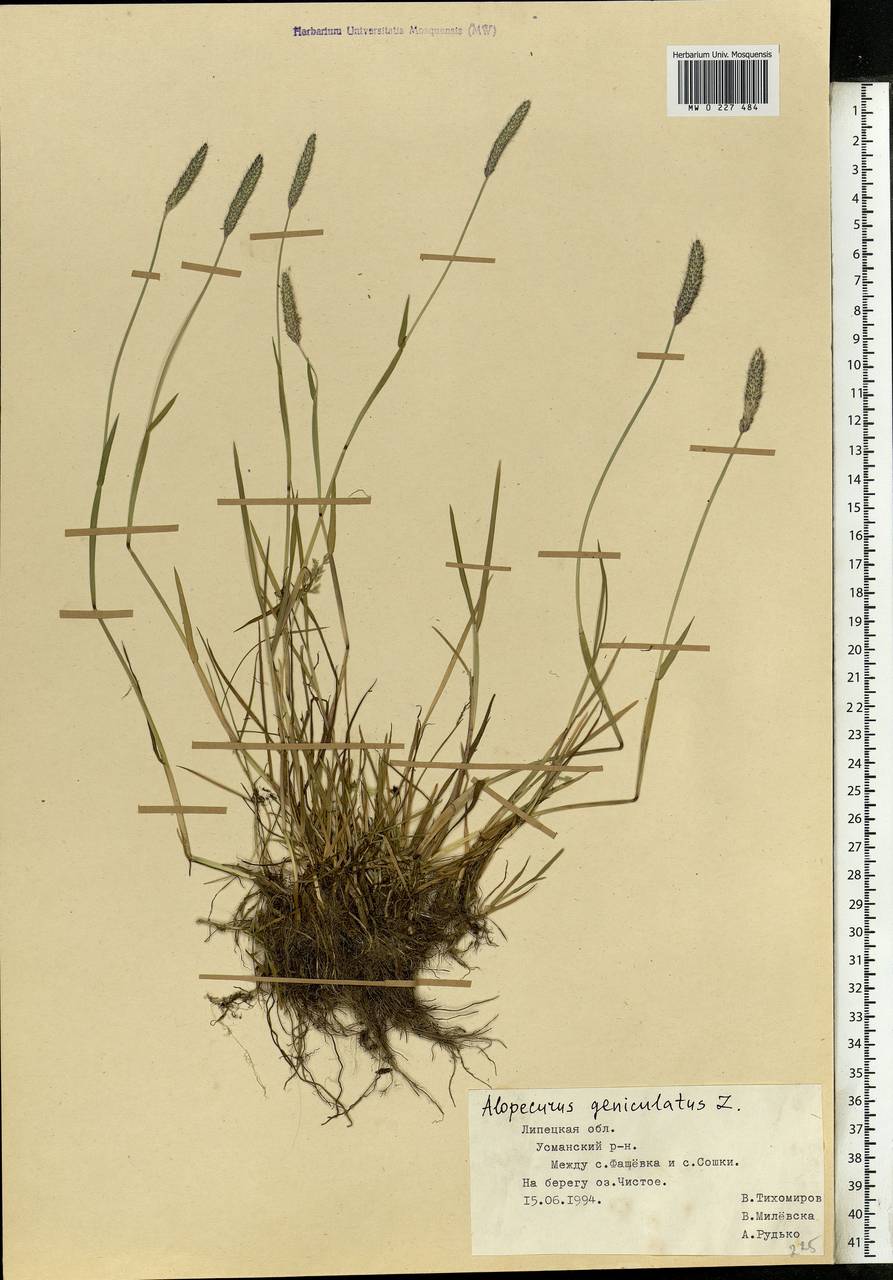 Alopecurus geniculatus L., Eastern Europe, Central forest-and-steppe region (E6) (Russia)