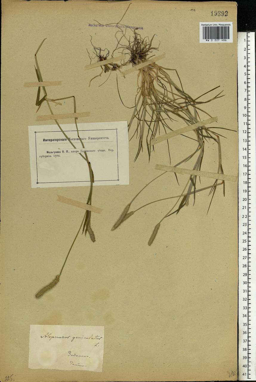 Alopecurus geniculatus L., Eastern Europe, Central forest-and-steppe region (E6) (Russia)