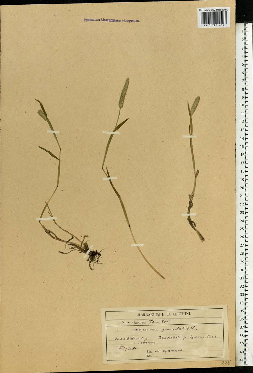 Alopecurus geniculatus L., Eastern Europe, Central forest-and-steppe region (E6) (Russia)