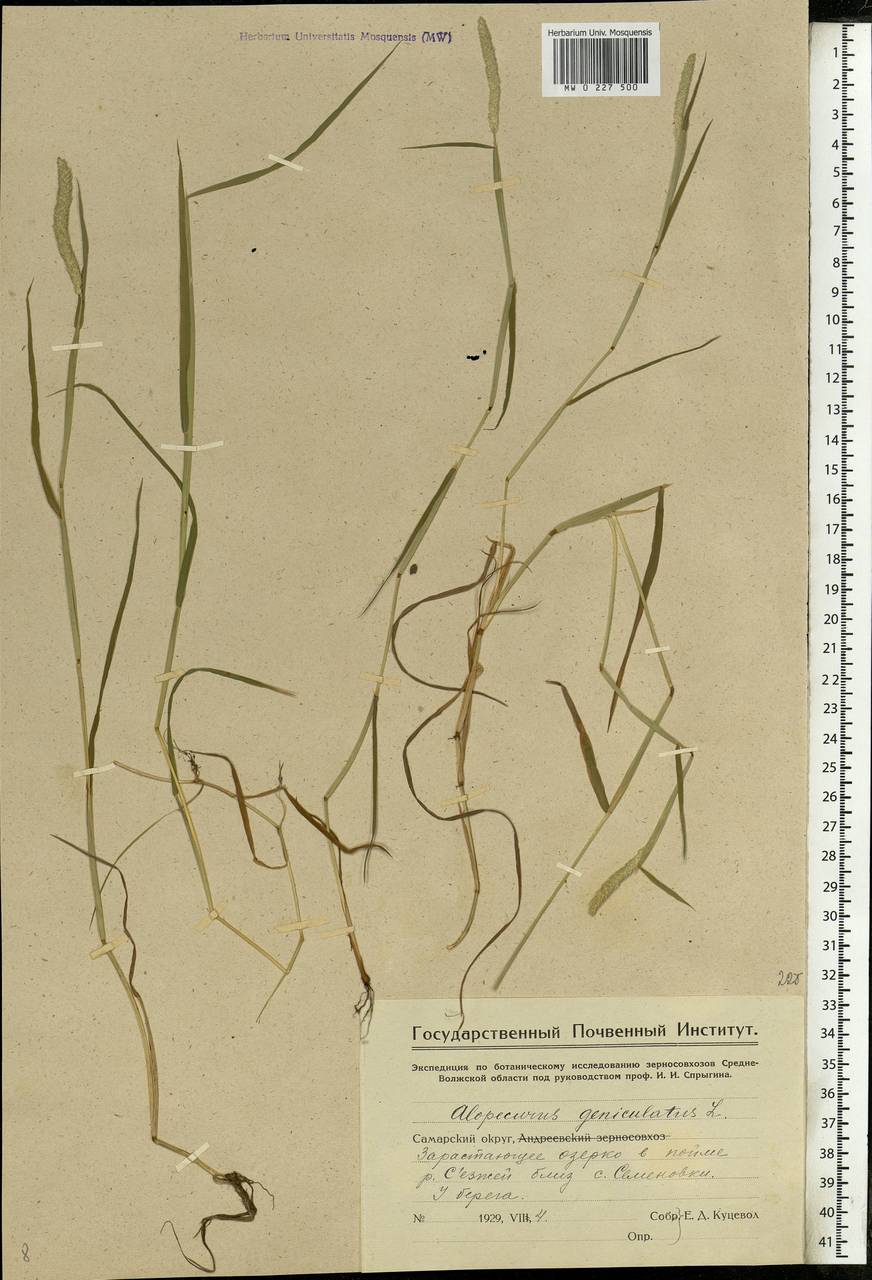 Alopecurus geniculatus L., Eastern Europe, Middle Volga region (E8) (Russia)