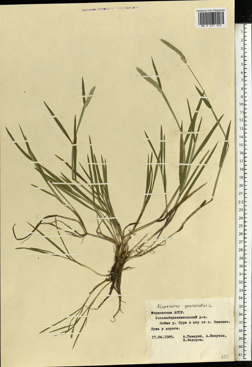 Alopecurus geniculatus L., Eastern Europe, Middle Volga region (E8) (Russia)