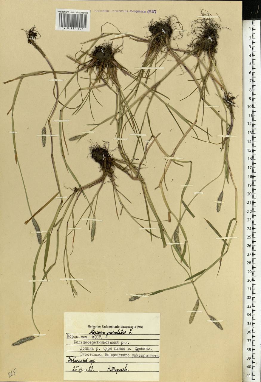 Alopecurus geniculatus L., Eastern Europe, Middle Volga region (E8) (Russia)