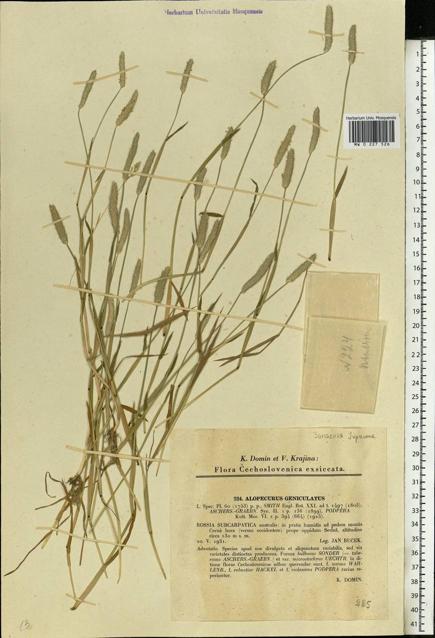 Alopecurus geniculatus L., Eastern Europe, West Ukrainian region (E13) (Ukraine)