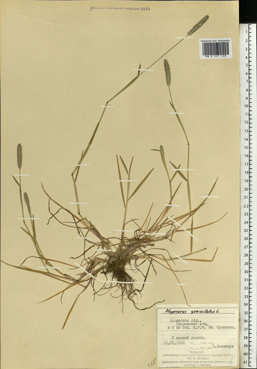 Alopecurus geniculatus L., Eastern Europe, West Ukrainian region (E13) (Ukraine)