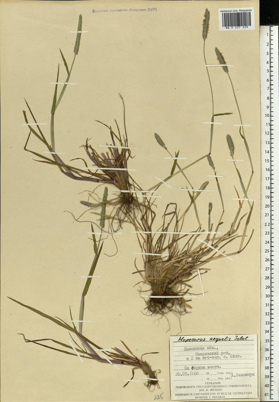 Alopecurus geniculatus L., Eastern Europe, West Ukrainian region (E13) (Ukraine)