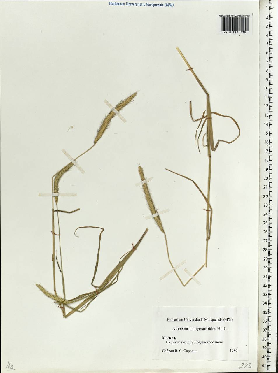 Alopecurus myosuroides Huds., Eastern Europe, Moscow region (E4a) (Russia)