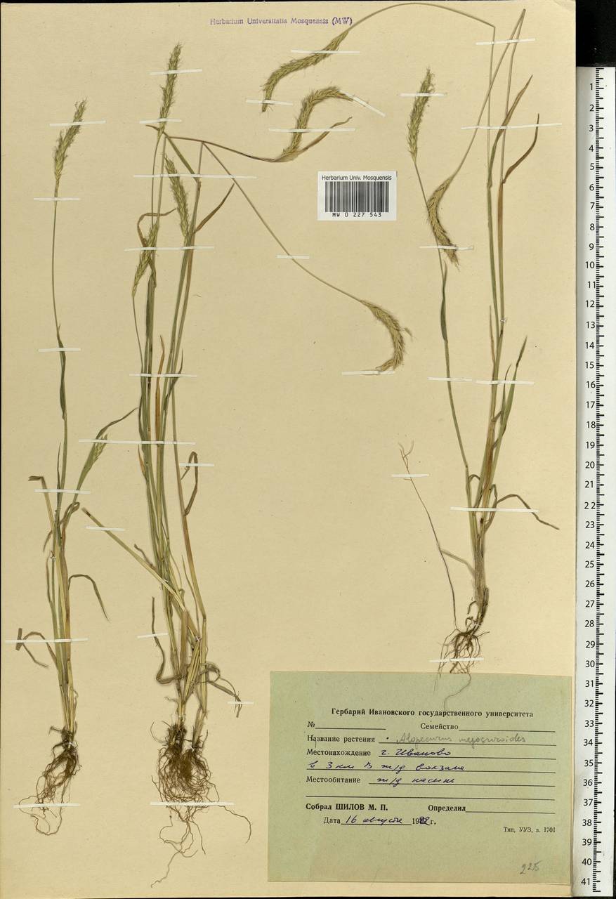 Alopecurus myosuroides Huds., Eastern Europe, Central forest region (E5) (Russia)
