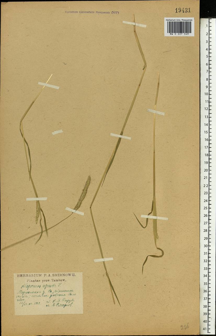 Alopecurus myosuroides Huds., Eastern Europe, Central forest-and-steppe region (E6) (Russia)