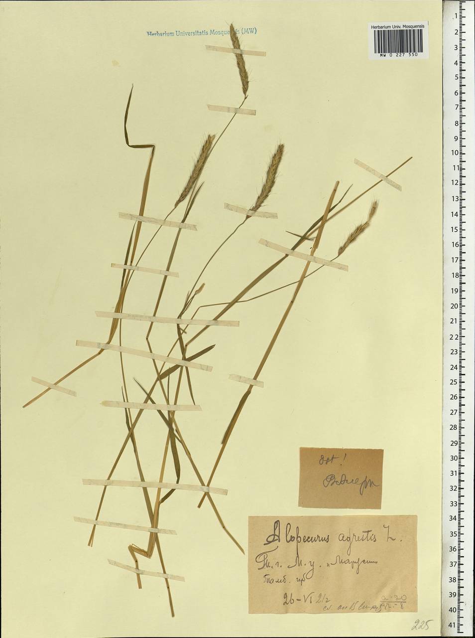 Alopecurus myosuroides Huds., Eastern Europe, Central forest-and-steppe region (E6) (Russia)