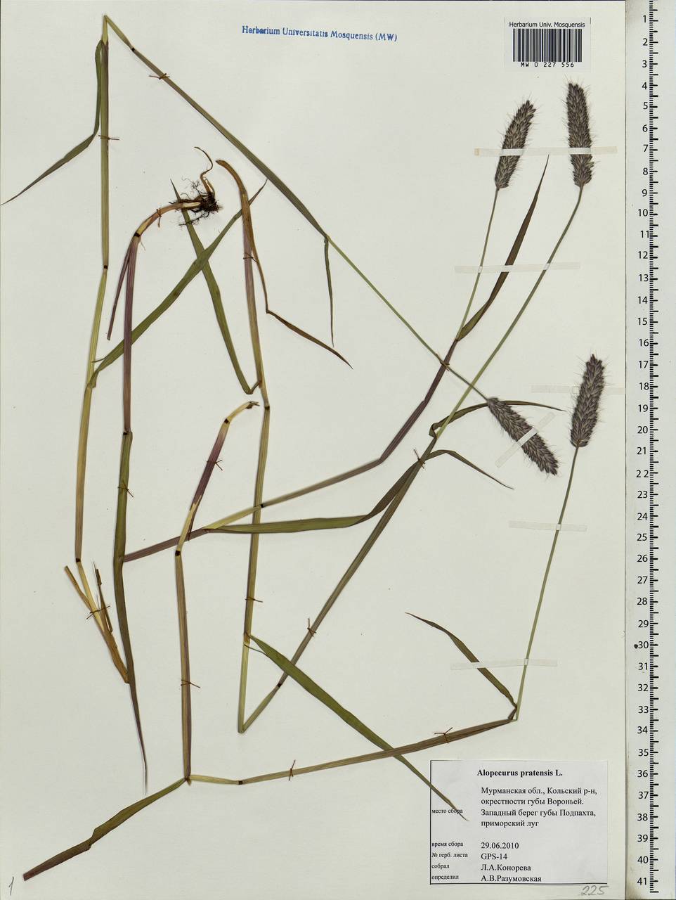 Alopecurus pratensis L., Eastern Europe, Northern region (E1) (Russia)