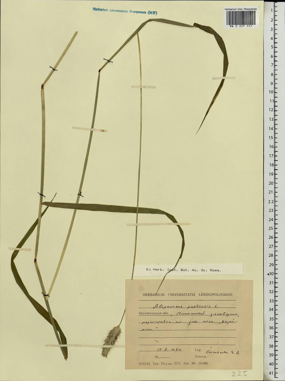 Alopecurus pratensis L., Eastern Europe, Northern region (E1) (Russia)