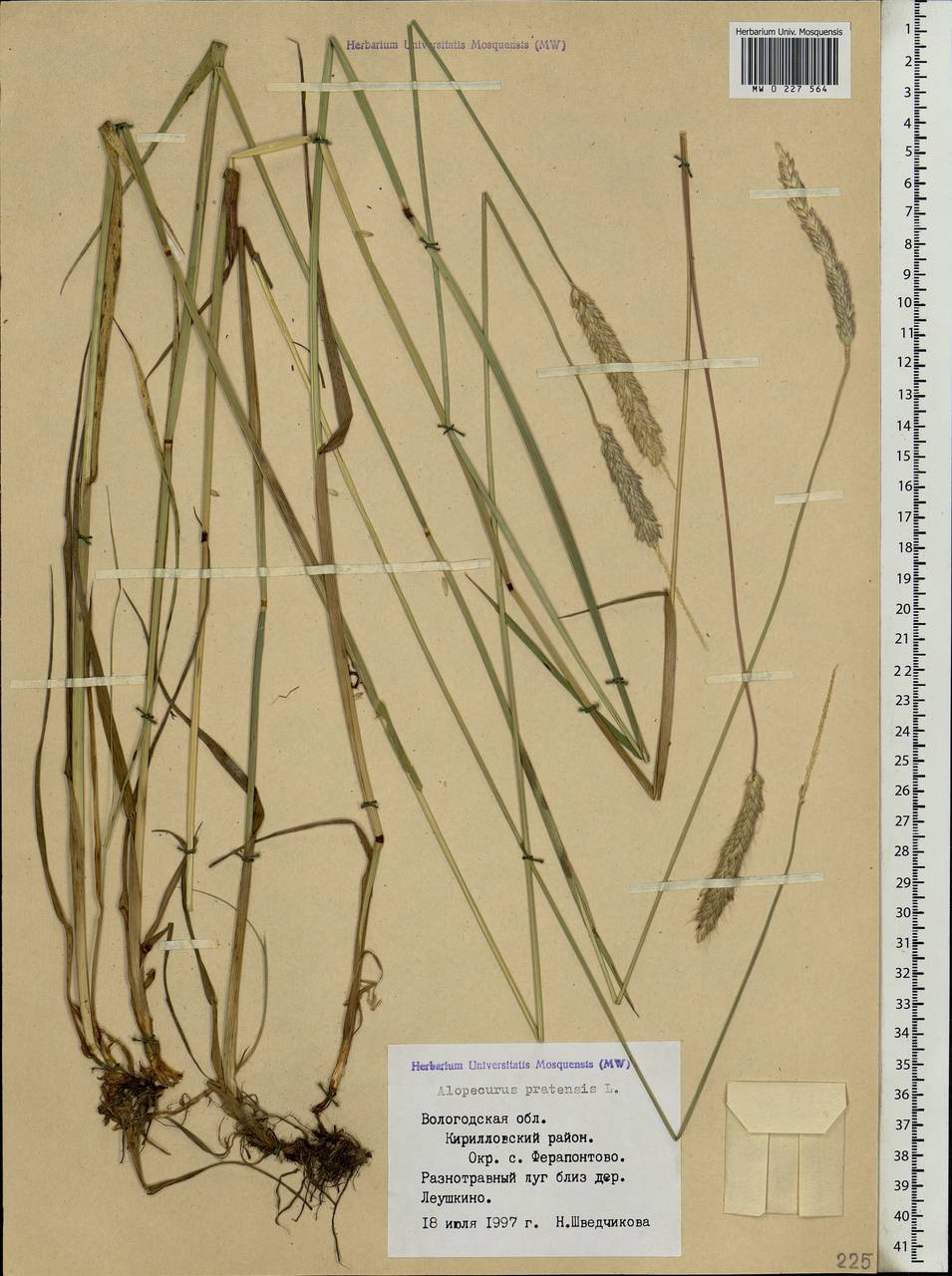 Alopecurus pratensis L., Eastern Europe, Northern region (E1) (Russia)