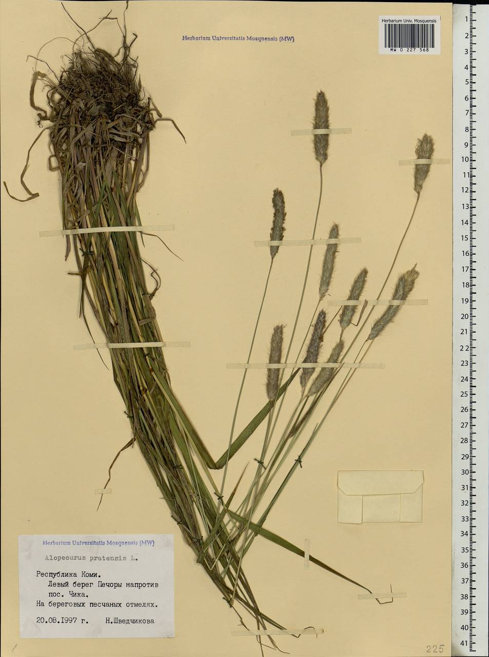 Alopecurus pratensis L., Eastern Europe, Northern region (E1) (Russia)
