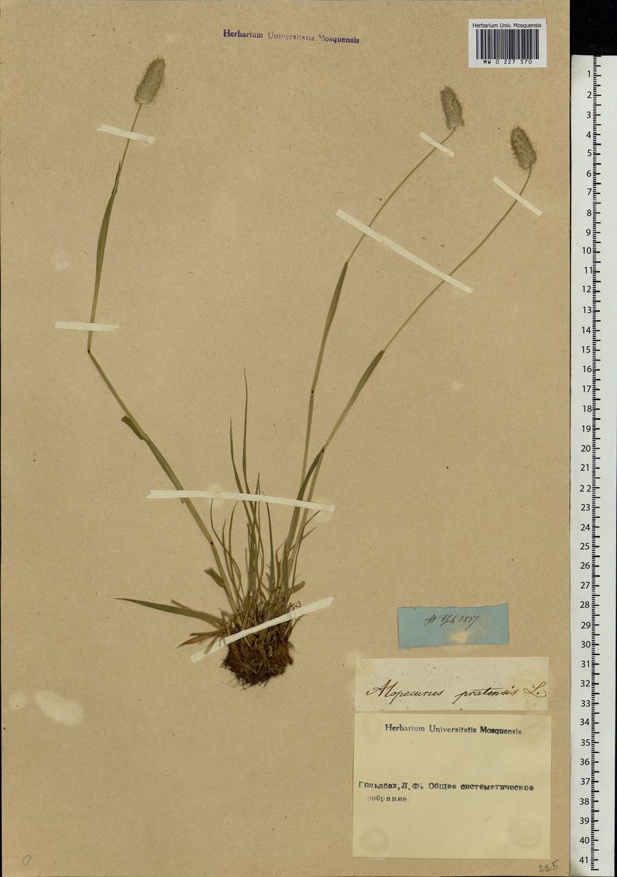 Alopecurus pratensis L., Eastern Europe, Rostov Oblast (E12a) (Russia)