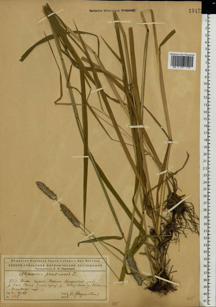 Alopecurus pratensis L., Eastern Europe, Northern region (E1) (Russia)