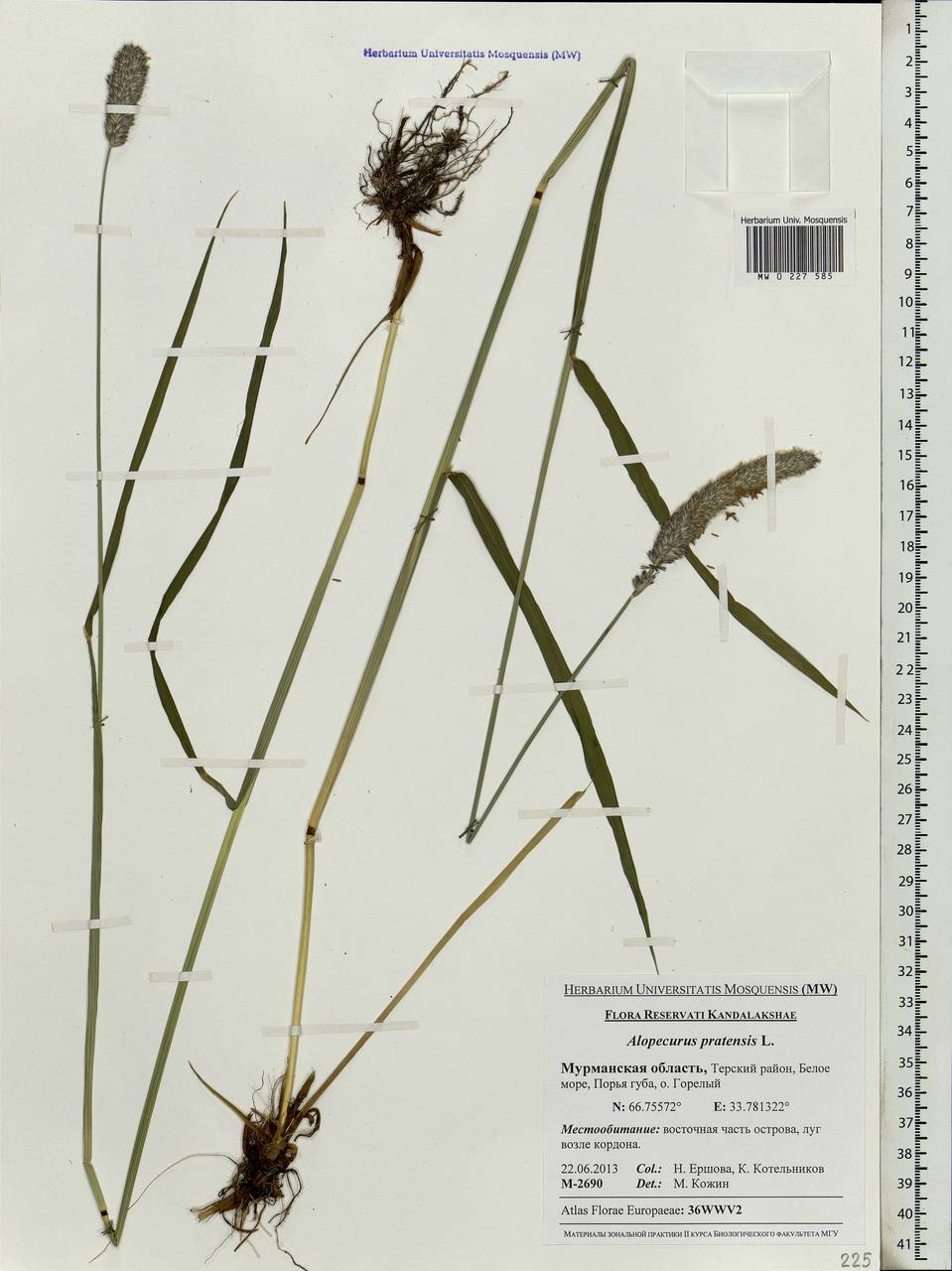 Alopecurus pratensis L., Eastern Europe, Northern region (E1) (Russia)