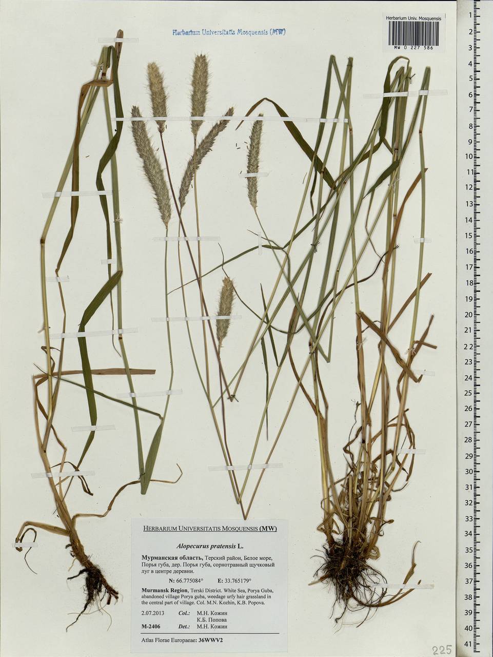 Alopecurus pratensis L., Eastern Europe, Northern region (E1) (Russia)