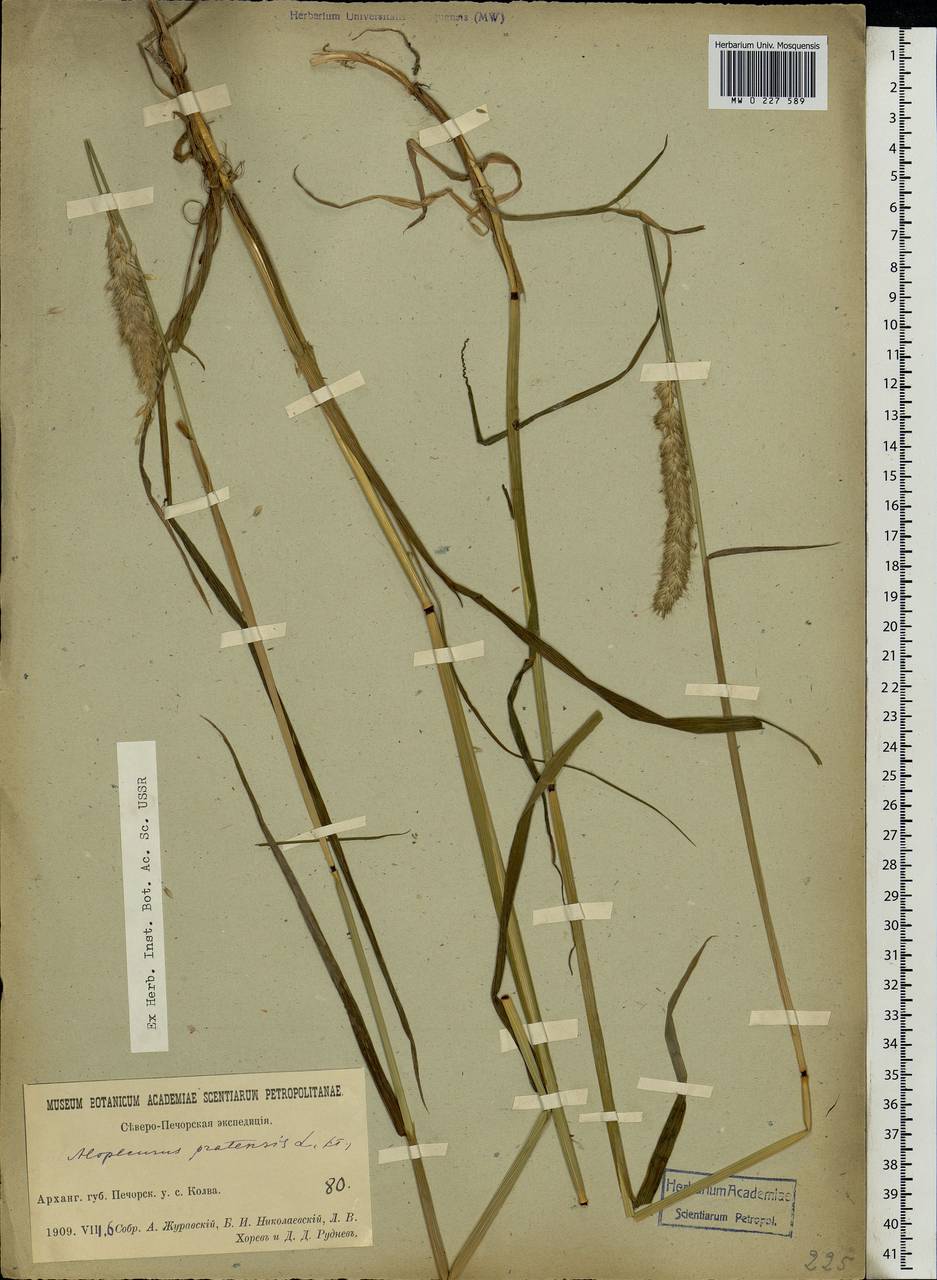 Alopecurus pratensis L., Eastern Europe, Northern region (E1) (Russia)