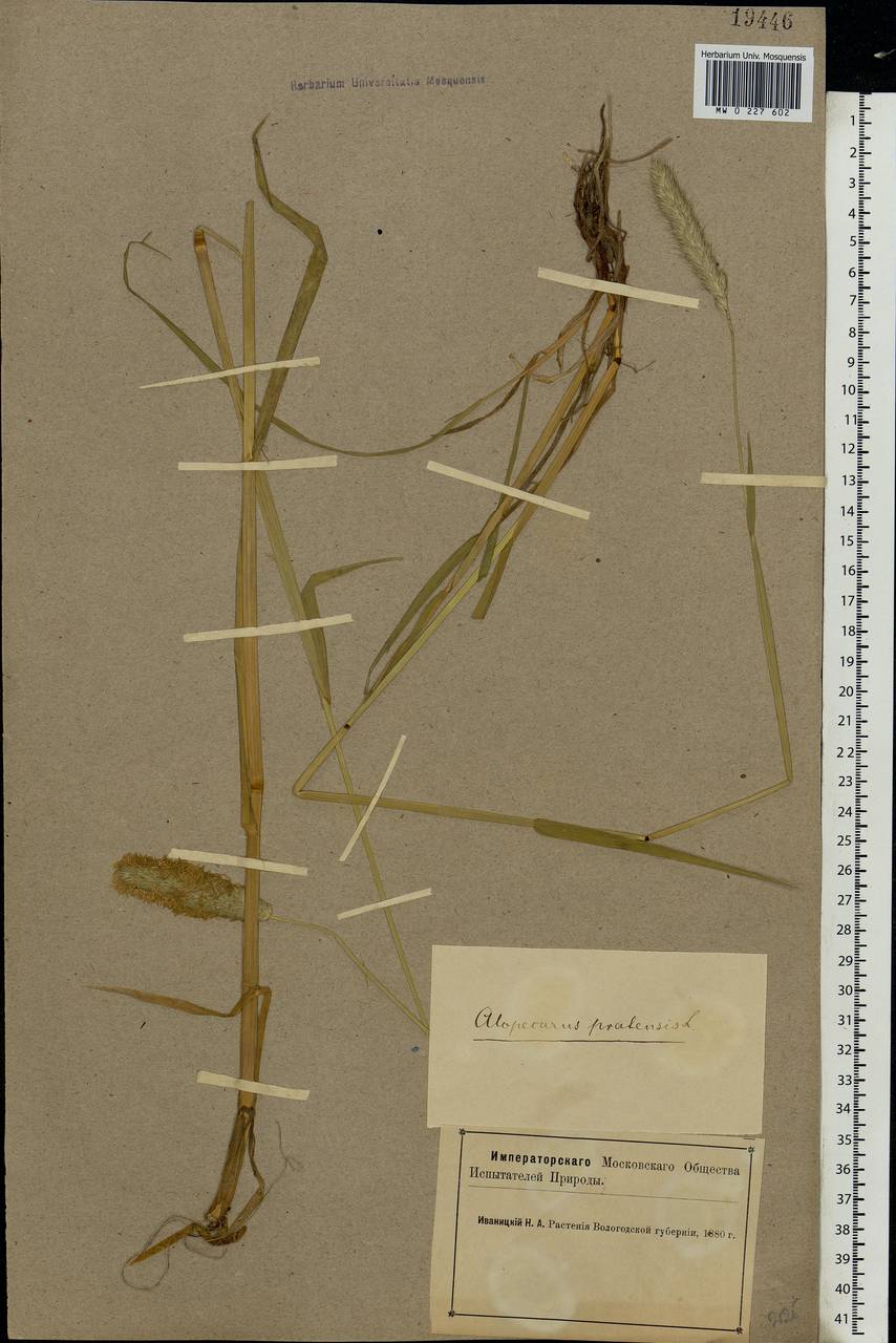 Alopecurus pratensis L., Eastern Europe, Northern region (E1) (Russia)