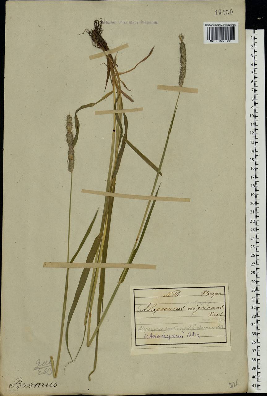 Alopecurus pratensis L., Eastern Europe, Northern region (E1) (Russia)