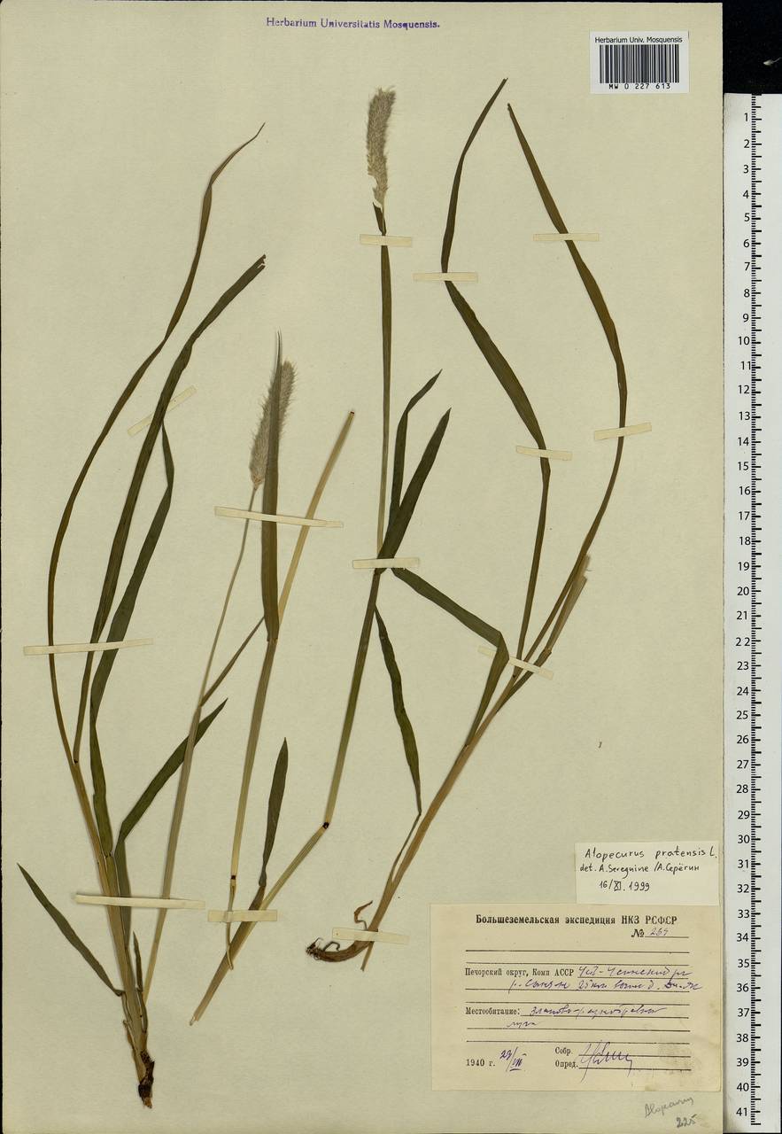 Alopecurus pratensis L., Eastern Europe, Northern region (E1) (Russia)