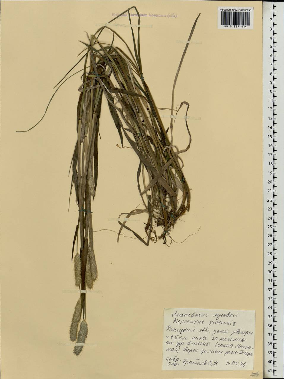 Alopecurus pratensis L., Eastern Europe, Northern region (E1) (Russia)