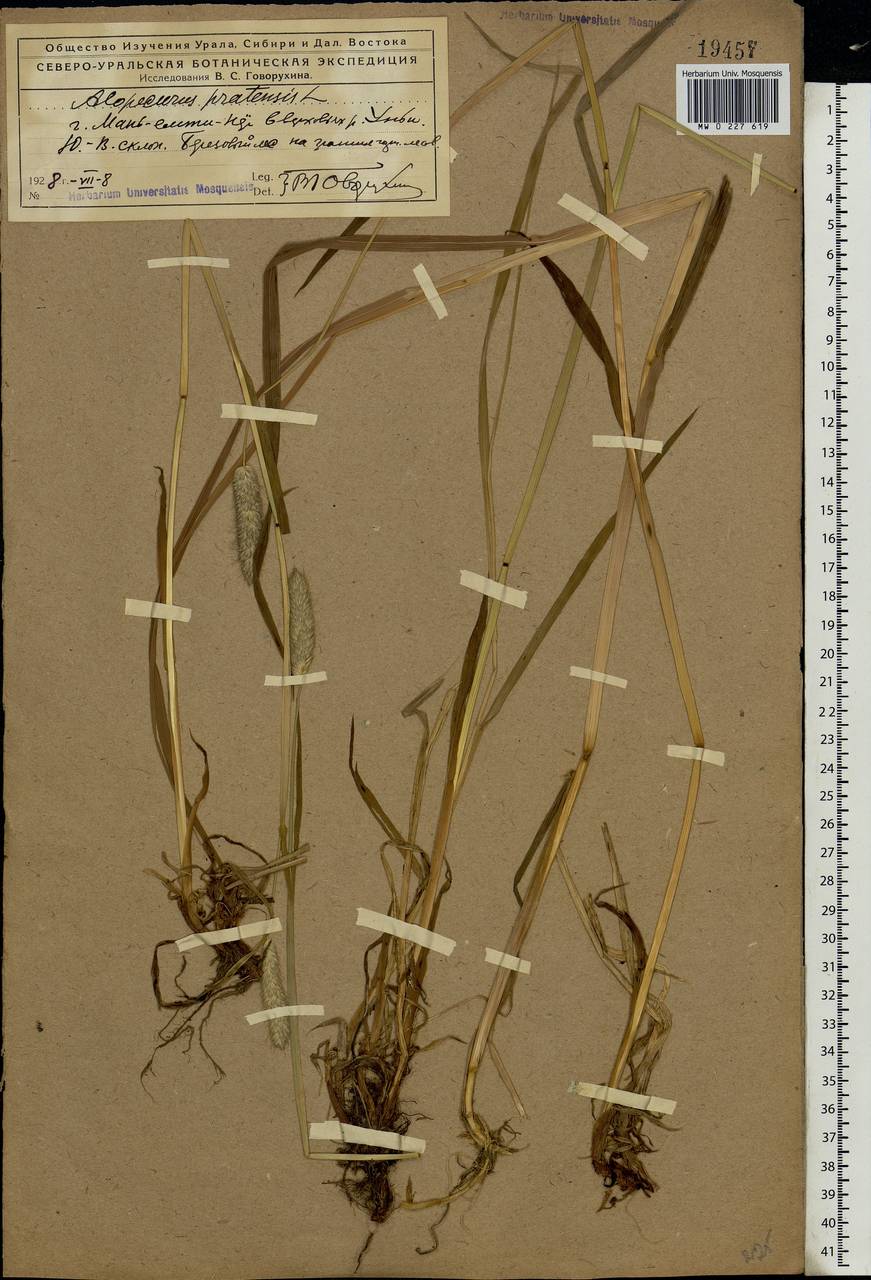 Alopecurus pratensis L., Eastern Europe, Northern region (E1) (Russia)