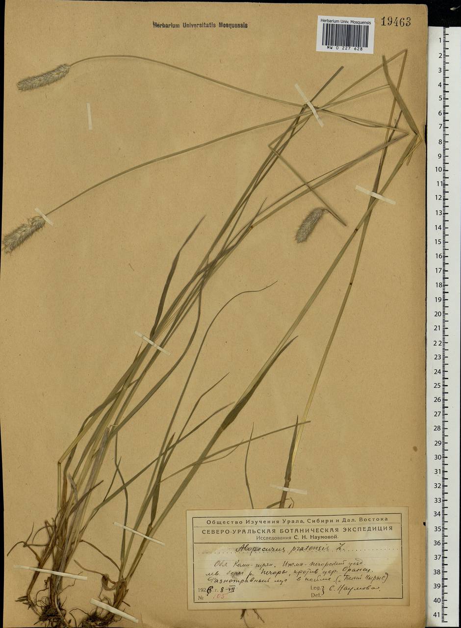 Alopecurus pratensis L., Eastern Europe, Northern region (E1) (Russia)
