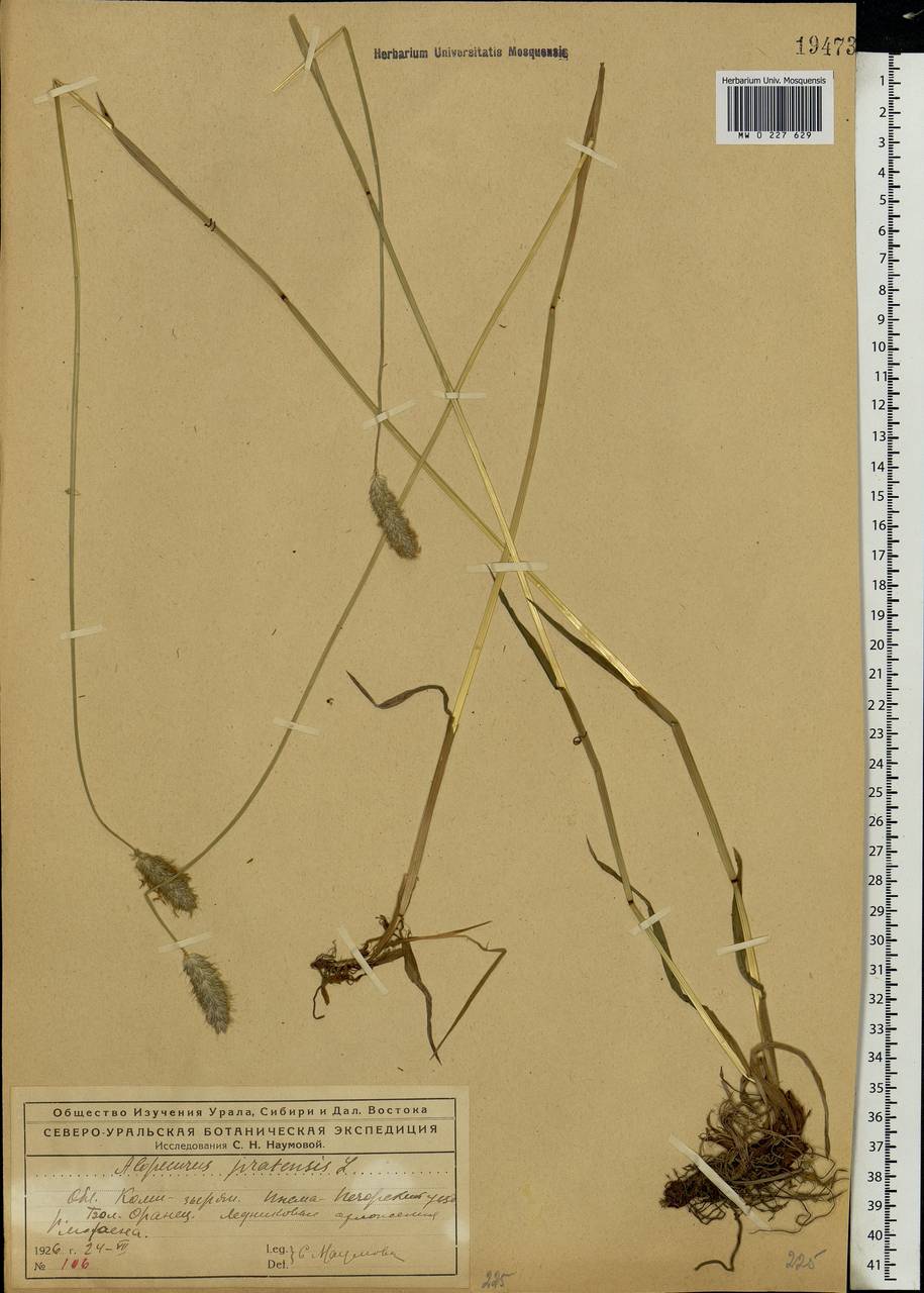 Alopecurus pratensis L., Eastern Europe, Northern region (E1) (Russia)