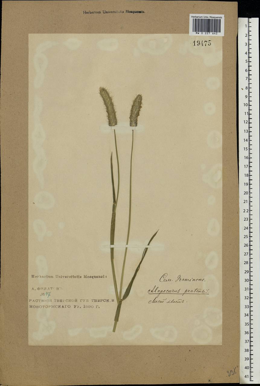 Alopecurus pratensis L., Eastern Europe, North-Western region (E2) (Russia)