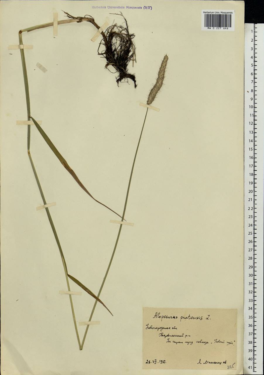 Alopecurus pratensis L., Eastern Europe, North-Western region (E2) (Russia)