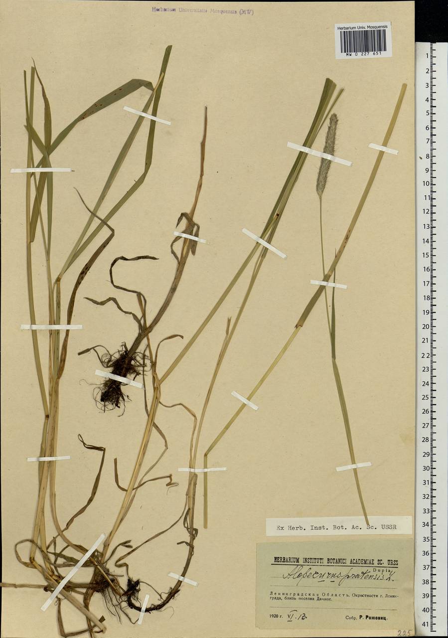 Alopecurus pratensis L., Eastern Europe, North-Western region (E2) (Russia)