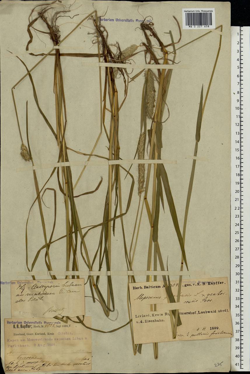 Alopecurus pratensis × arundinaceus, Eastern Europe, Latvia (E2b) (Latvia)