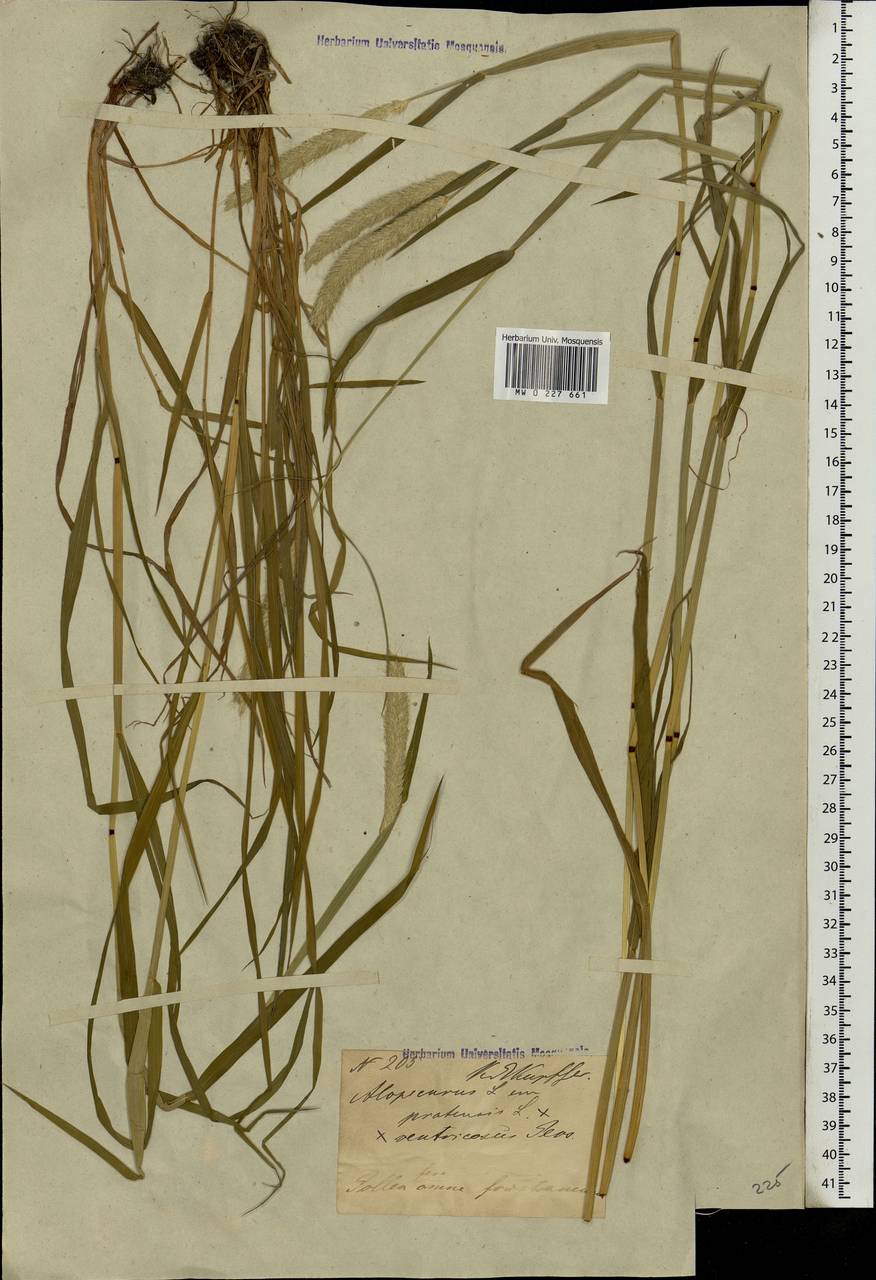 Alopecurus pratensis × arundinaceus, Eastern Europe, Latvia (E2b) (Latvia)