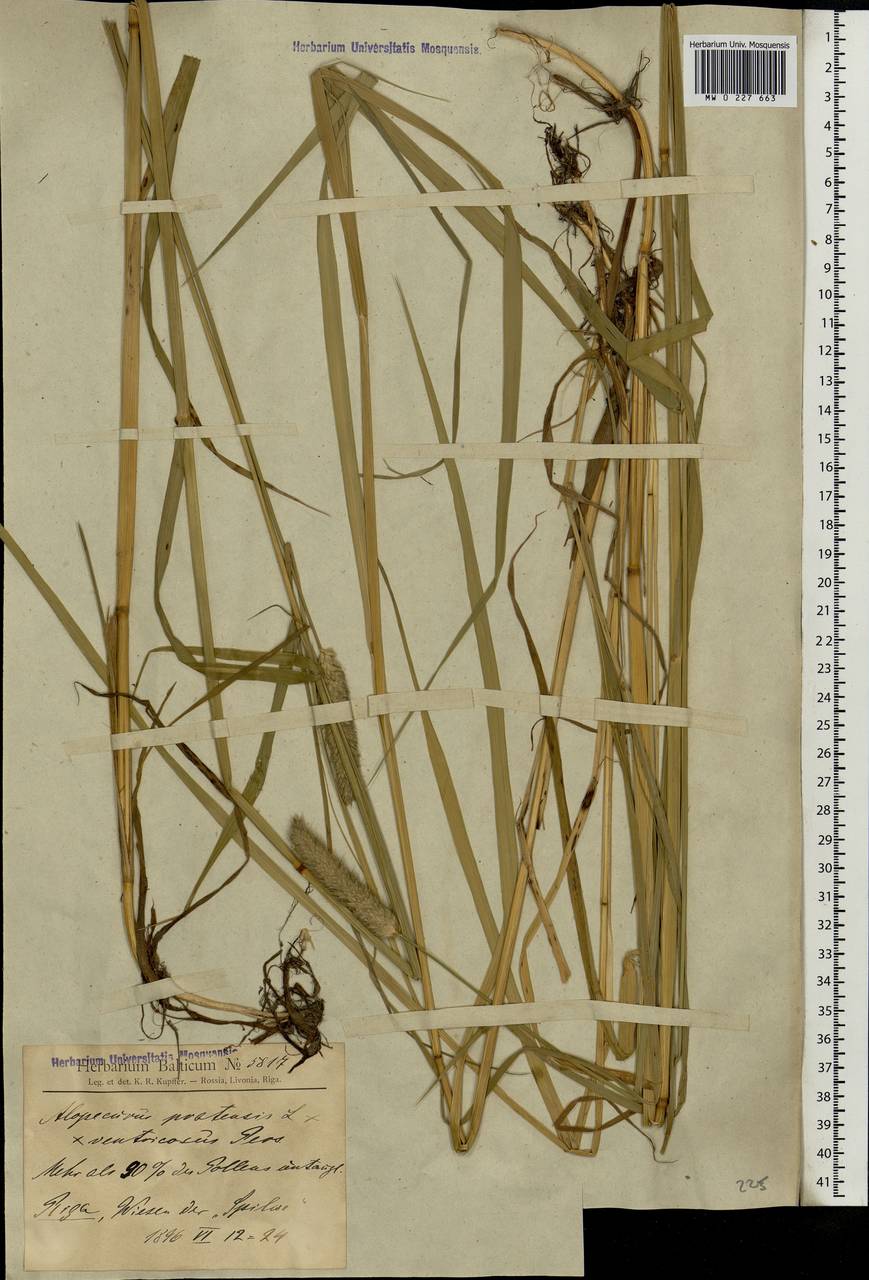 Alopecurus pratensis × arundinaceus, Eastern Europe, Latvia (E2b) (Latvia)