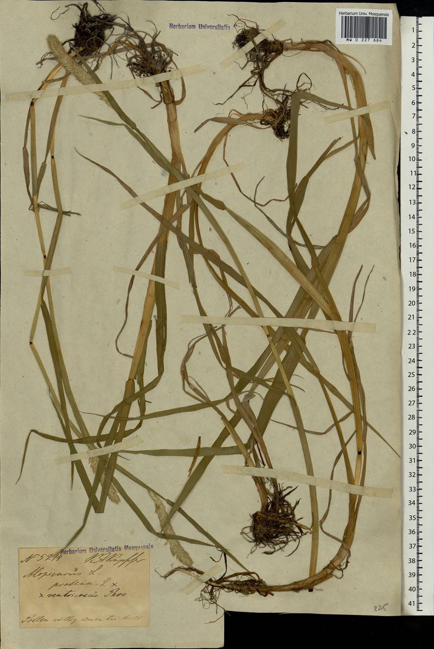 Alopecurus pratensis × arundinaceus, Eastern Europe, Latvia (E2b) (Latvia)