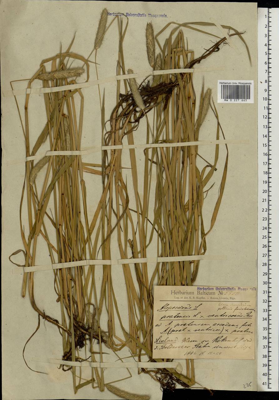 Alopecurus pratensis × arundinaceus, Eastern Europe, Latvia (E2b) (Latvia)