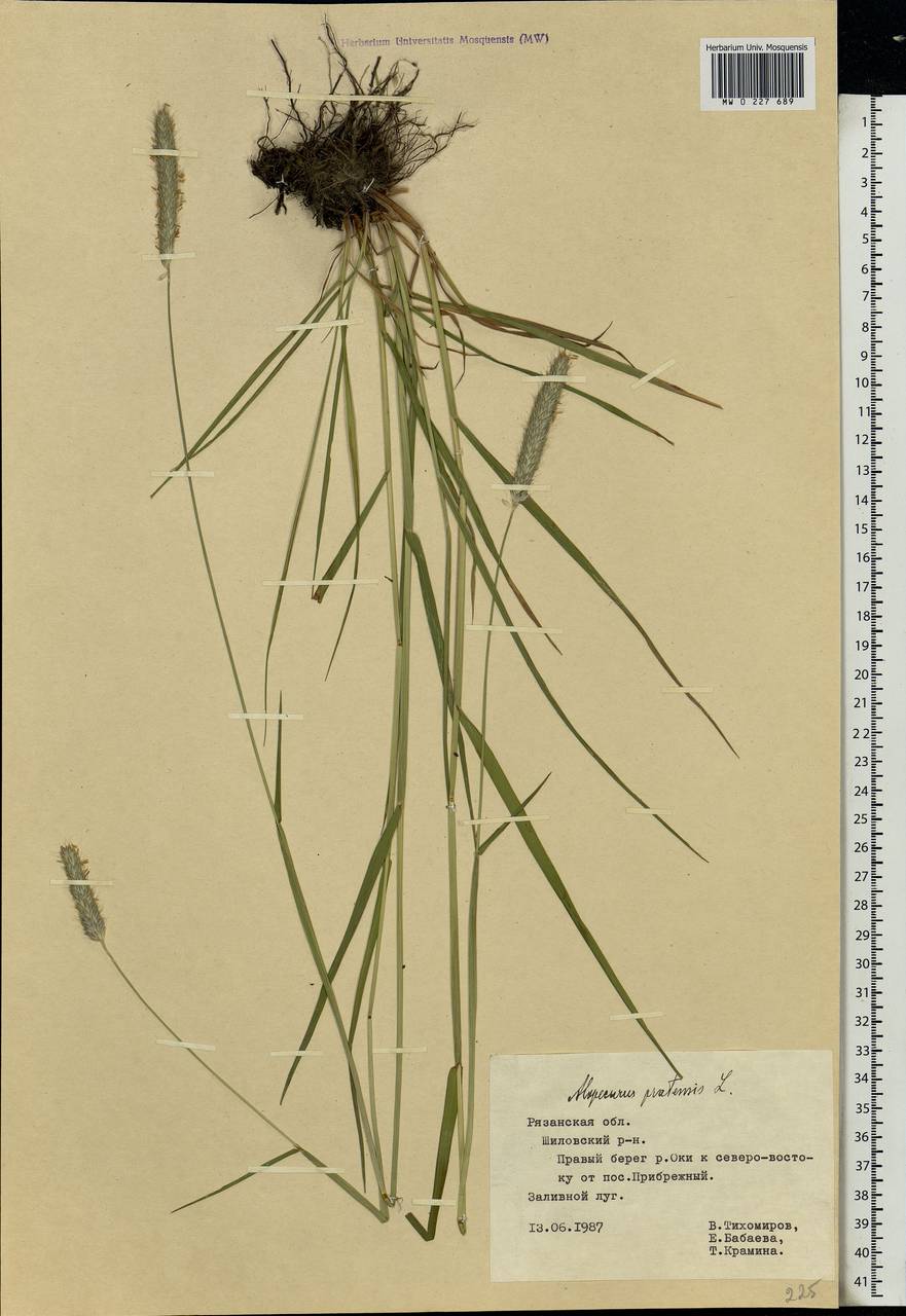 Alopecurus pratensis L., Eastern Europe, Central region (E4) (Russia)