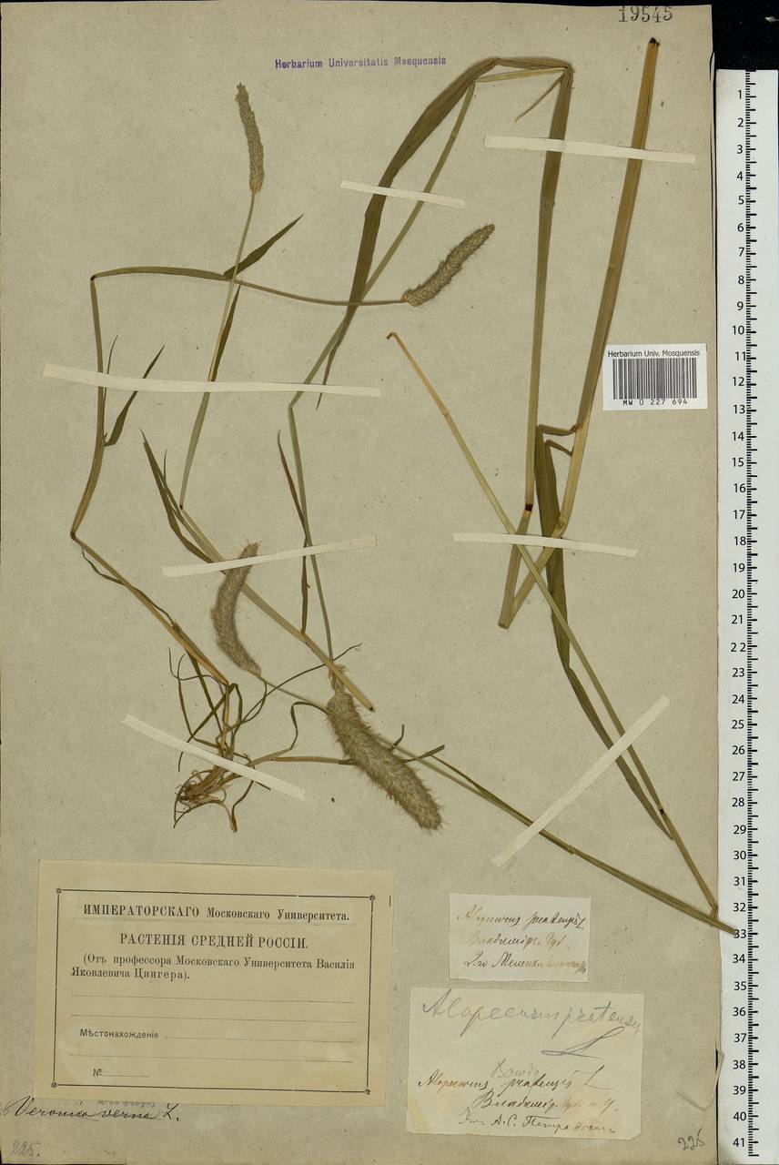Alopecurus pratensis L., Eastern Europe, Central region (E4) (Russia)