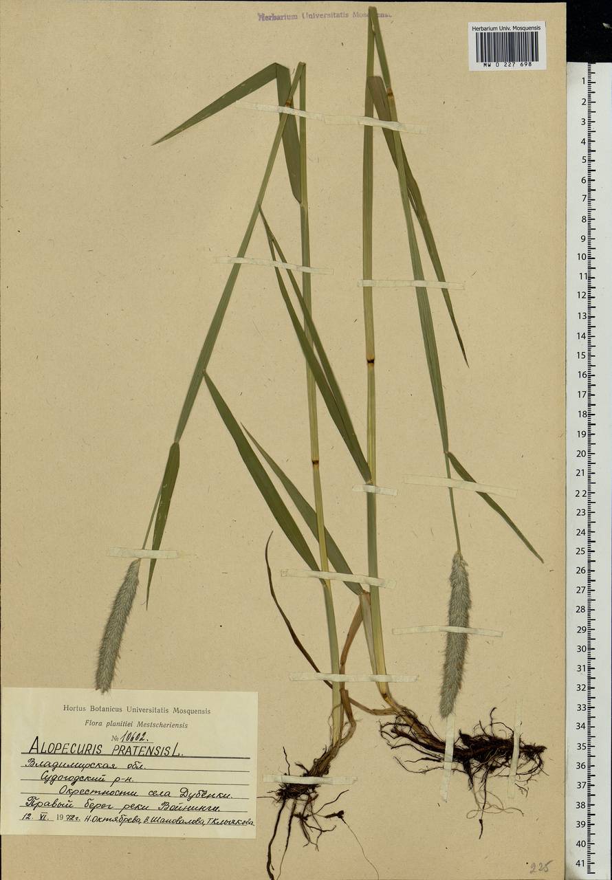 Alopecurus pratensis L., Eastern Europe, Central region (E4) (Russia)