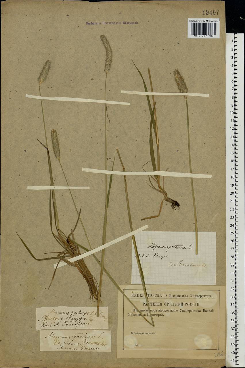 Alopecurus pratensis L., Eastern Europe, Central region (E4) (Russia)